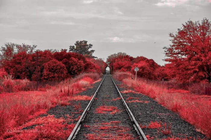 Photo of train tracks amidst red fauna