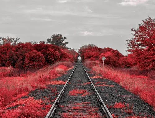 Photo of train tracks amidst red fauna