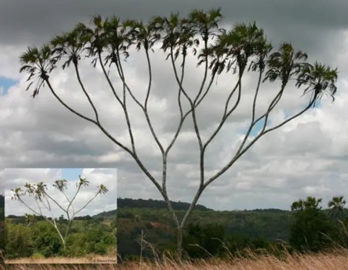 a tree in the middle of a field