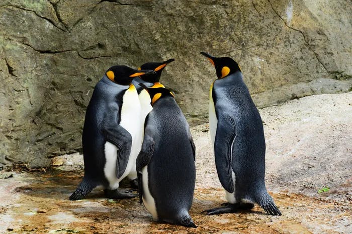 Four penguins standing