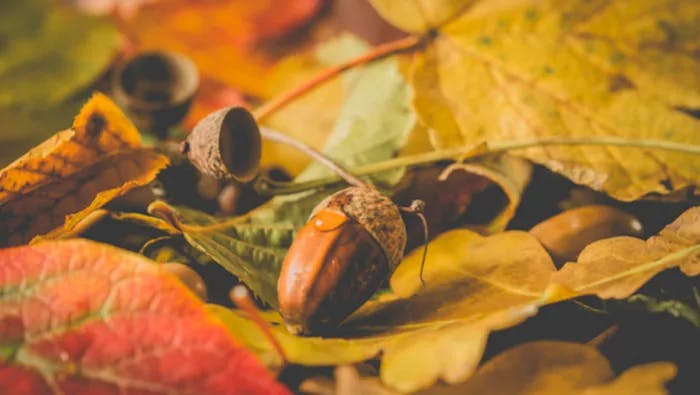 An acorn on top of fall leaves.