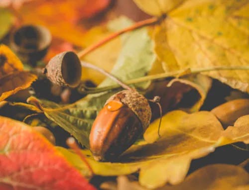 An acorn on top of fall leaves.