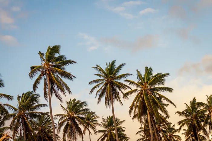 A sky view with the tops of palm trees.