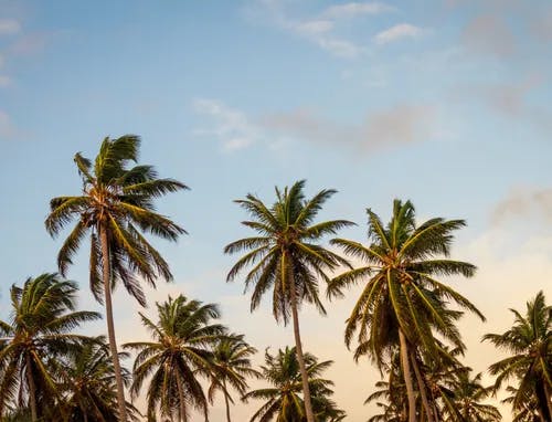 A sky view with the tops of palm trees.