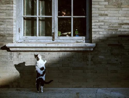 Black and white cat standing under window