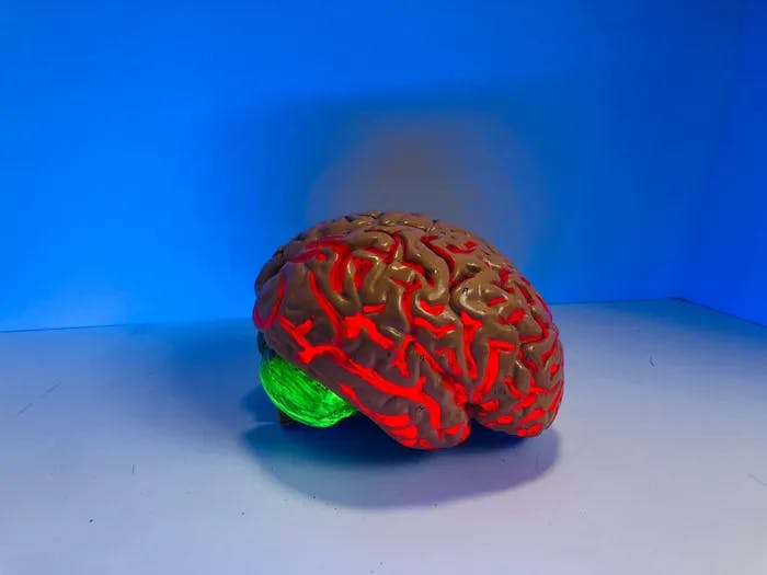 a brain model
