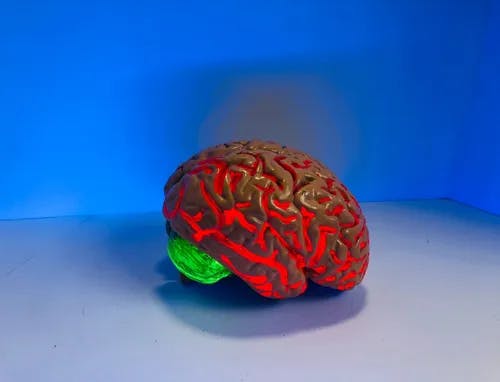 a brain model