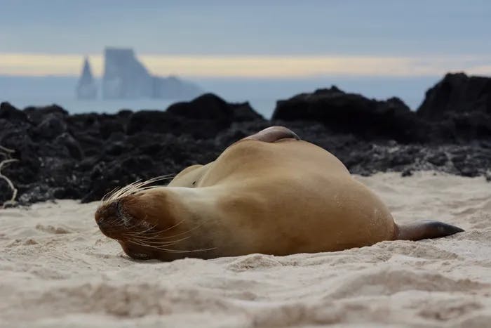 A seal laying down on a beach.