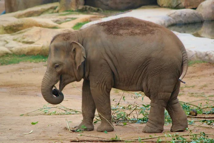 A side profile of a baby elephant. 
