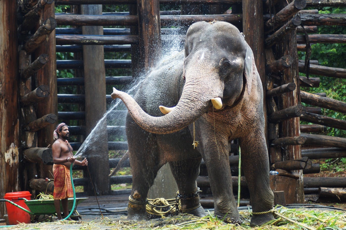 Man washing an elephant